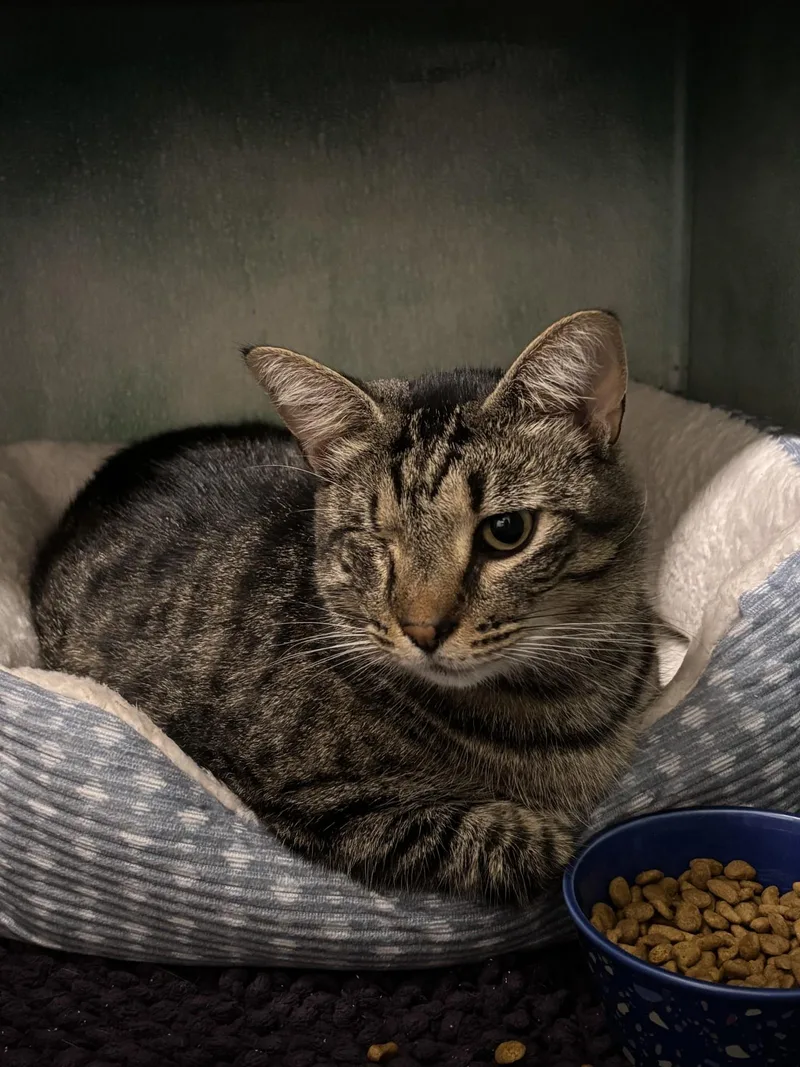 An adult large-sized female Domestic Short Hair cat named Meadow for adoption in Altoona, PA