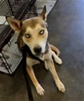 A young small-sized female Pit Bull Terrier dog named A for adoption in Los Angeles, CA