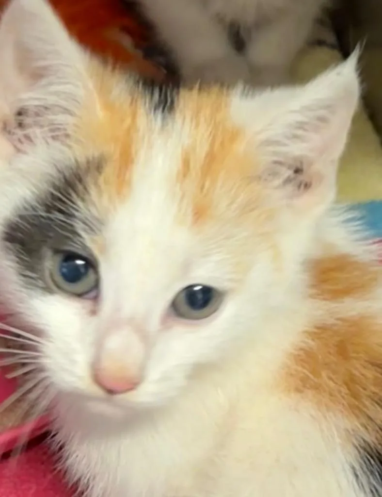 A baby small-sized female Domestic Short Hair cat named Paisley for adoption in Elizabethton, TN