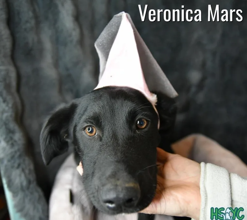 A baby medium-sized female Labrador Retriever dog named Veronica Mars for adoption in Fort Mill, SC