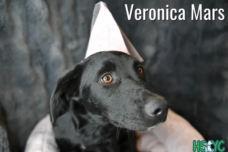 Veronica Mars thumbnail 2