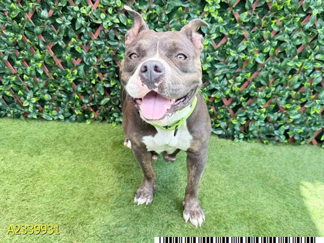 An adult large-sized female Mixed Breed dog named Dumpling for adoption in West Palm Beach, FL