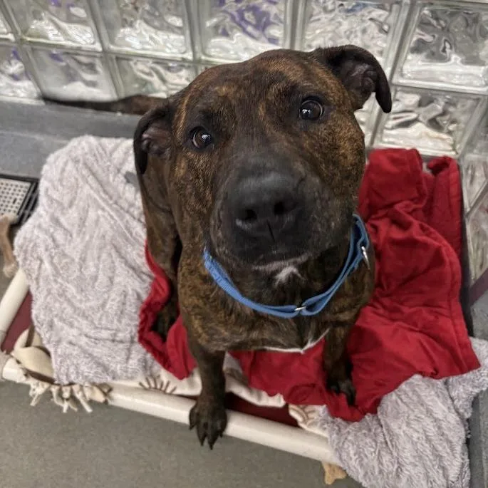 An adult large-sized female Brindle Mixed Breed dog named Dora The Explorer for adoption in Pittsburgh, PA