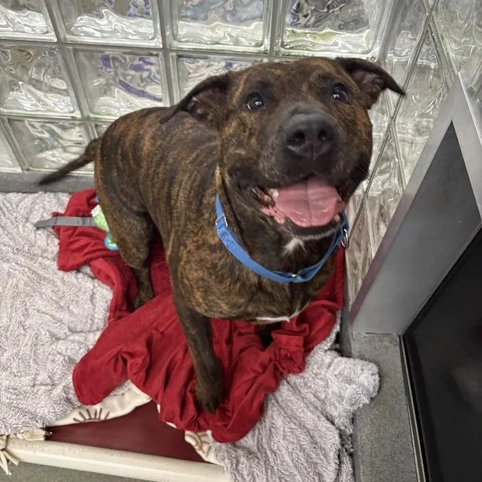 Dora The Explorer thumbnail 3