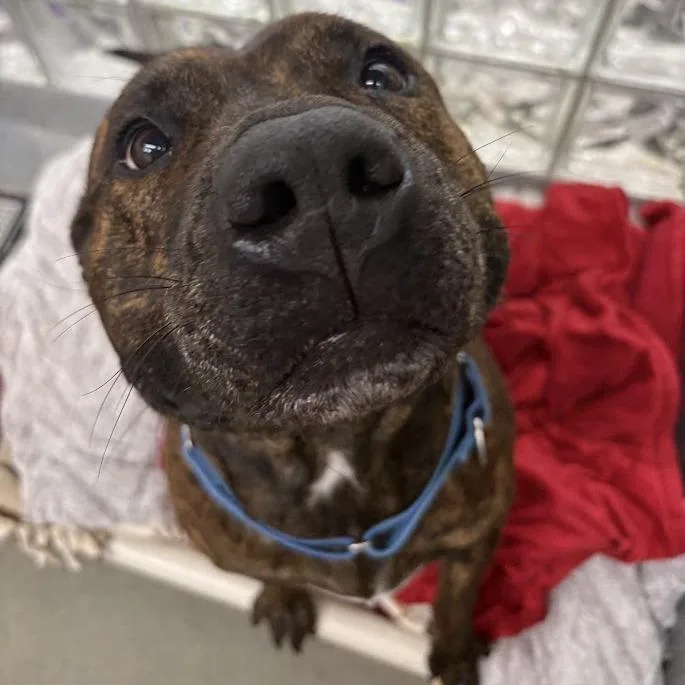 Dora The Explorer thumbnail 4