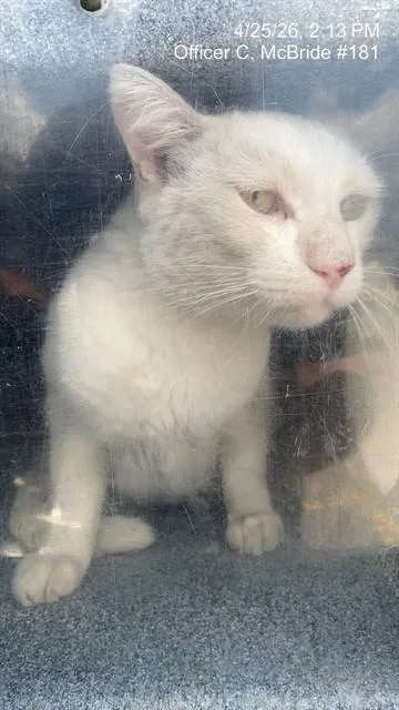 An adult large-sized male Domestic Short Hair cat named Bobby for adoption in Naples, FL