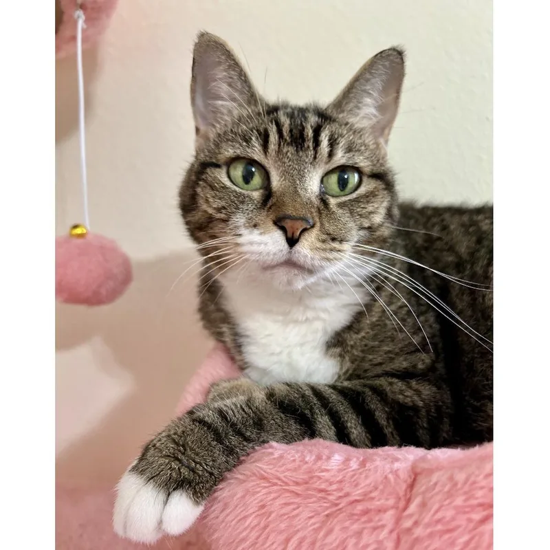 Grandma Doubtfire thumbnail 2