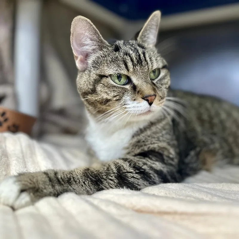 Grandma Doubtfire thumbnail 3