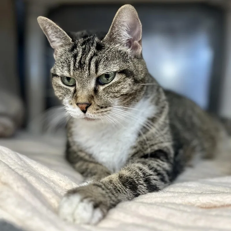 Grandma Doubtfire thumbnail 4