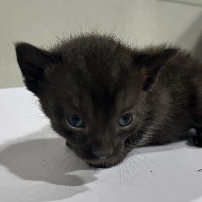 A baby small-sized male Black Domestic Short Hair cat named Blackbeard for adoption in Tampa, FL