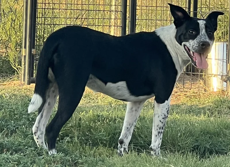 An adult medium-sized female Black Mixed Breed dog named Alaura for adoption in Canyon, TX