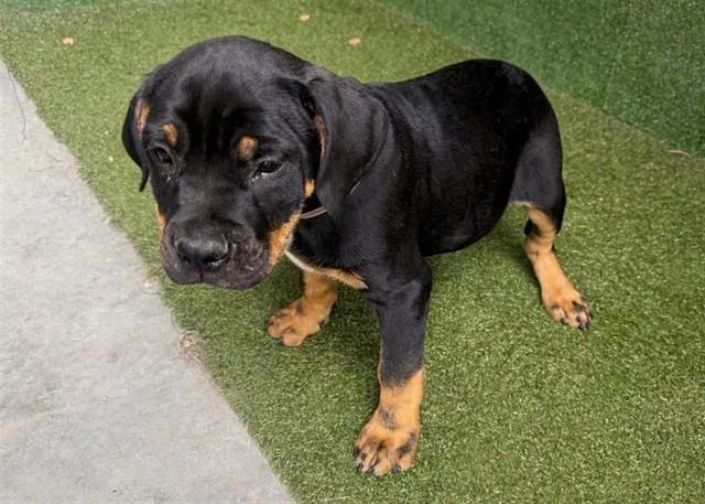 A baby small-sized male Rottweiler dog named Bear for adoption in Lancaster, CA