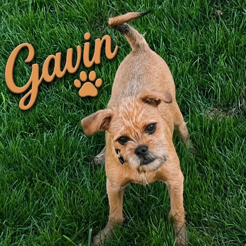 A young small-sized male Chihuahua dog named Gavin for adoption in Coldwater, MI