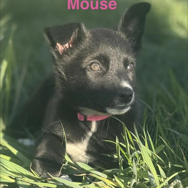 Mouse