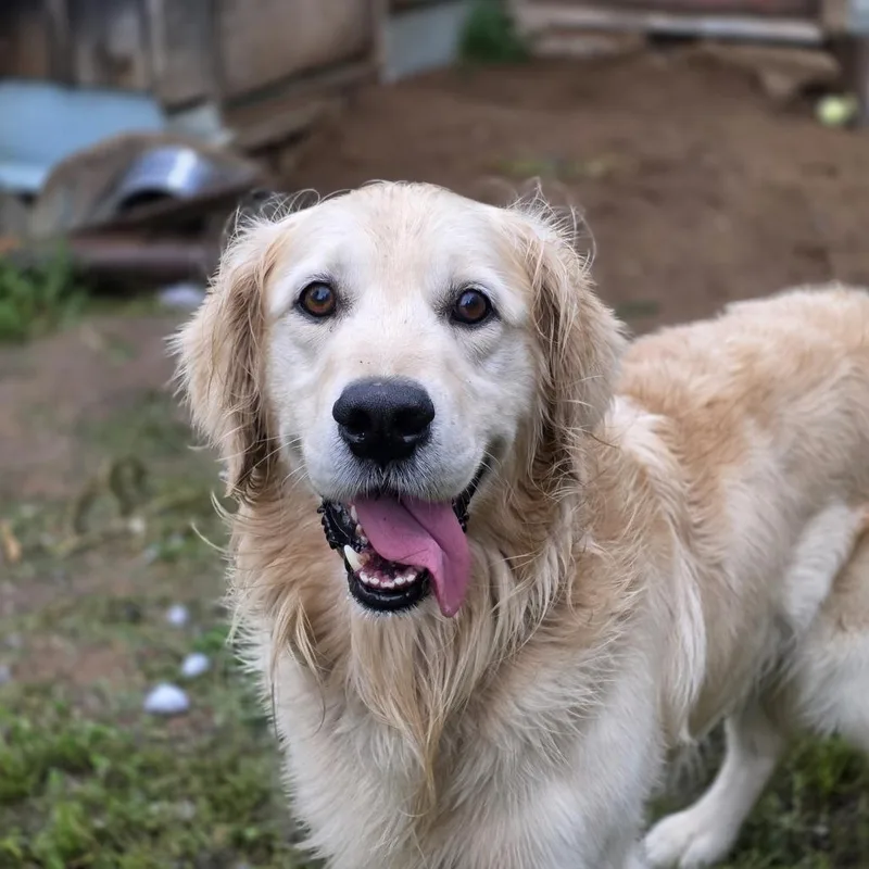 A senior small-sized male Golden Retriever dog named Maxx for adoption in Glenfield, NY