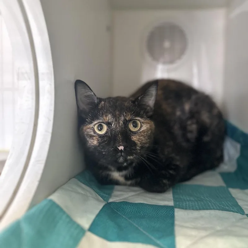 An adult medium-sized female Tortoiseshell Domestic Short Hair cat named Shylo for adoption in Clinton, IL