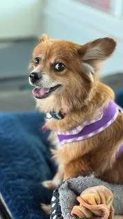 Dixie  Largo