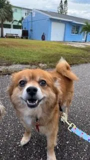 Dixie  Largo thumbnail 3
