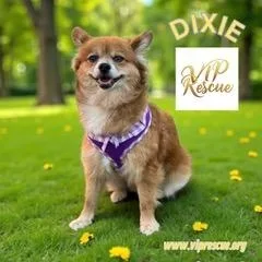 Dixie  Largo thumbnail 5