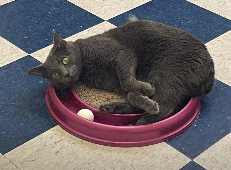 An adult medium-sized male Domestic Short Hair cat named Damon for adoption in Muskegon, MI