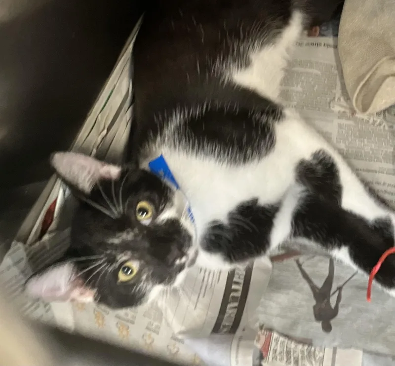 A baby medium-sized male Domestic Short Hair cat named Foxtrot for adoption in Parma, OH