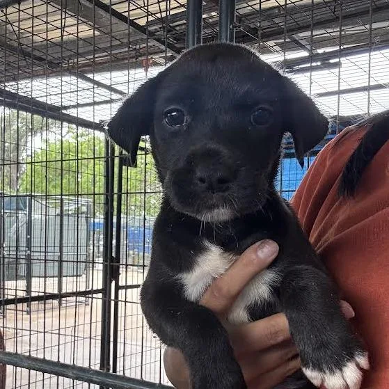 A baby small-sized female Black Mixed Breed dog named Sandy for adoption in Lake Jackson, TX