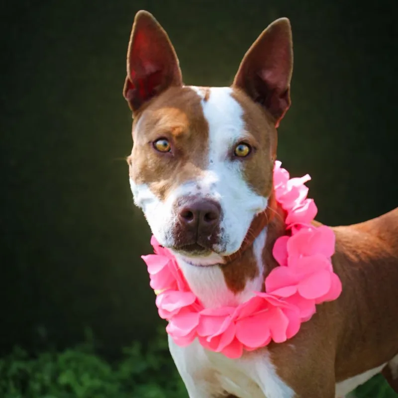 Brittany thumbnail 2