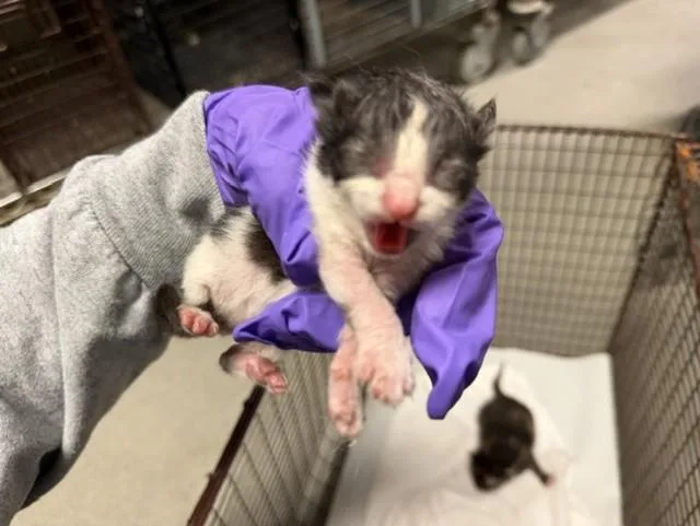 A baby small-sized male Domestic Short Hair cat named Jj for adoption in Miami, FL