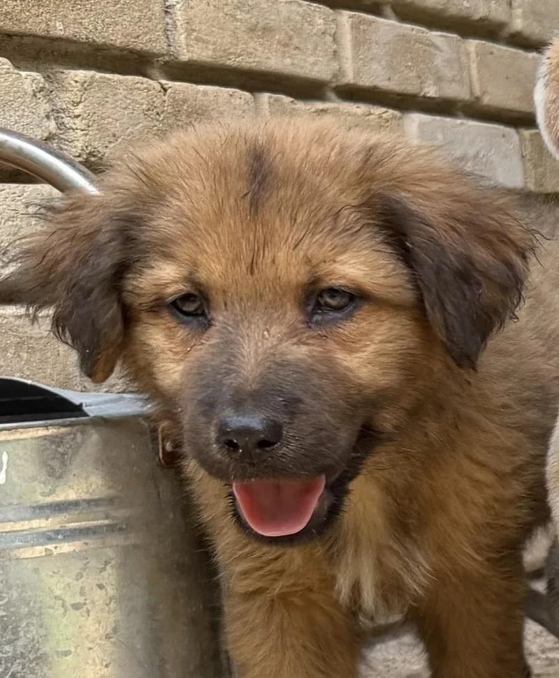 A baby large-sized male Shepherd dog named Tank "coming Soon!" for adoption in Richardson, TX