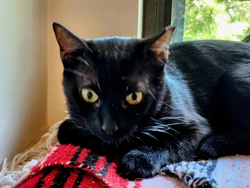 A young medium-sized female Domestic Short Hair cat named Alice for adoption in Dallas, TX