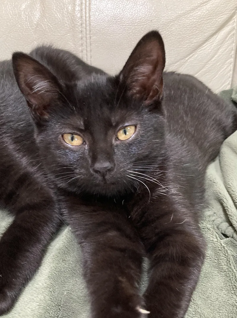 A baby medium-sized female Domestic Short Hair cat named Nyx for adoption in Chesapeake Beach, MD
