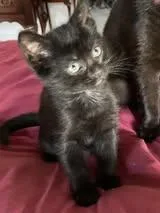 Nyx thumbnail 2