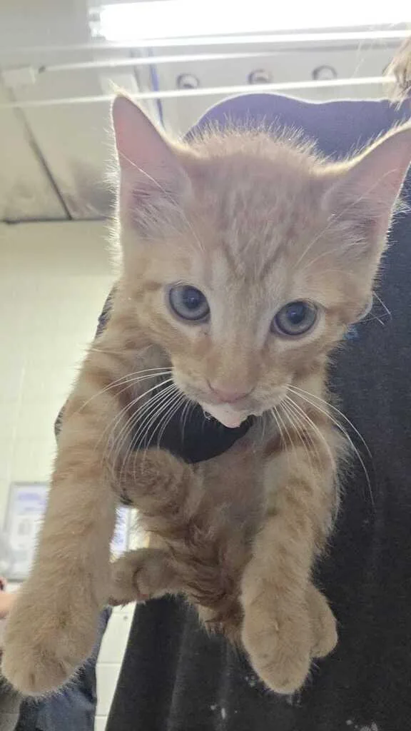A baby small-sized male Orange / Red Domestic Short Hair cat named Tiger for adoption in Fruit Heights, UT