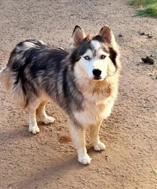 An adult large-sized female Siberian Husky dog named Athena for adoption in Sacramento, CA