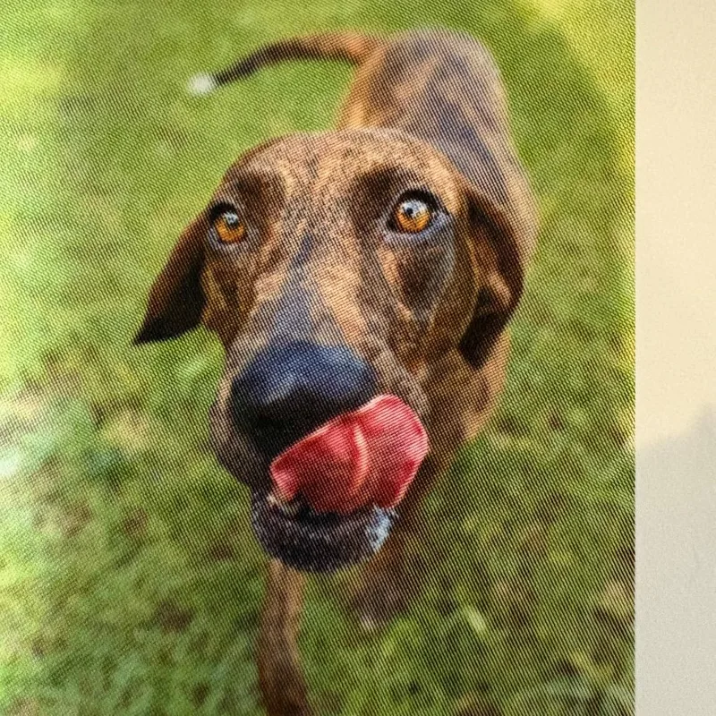 An adult medium-sized female Mixed Breed dog named Saint Bean for adoption in LOXAHATCHEE, FL