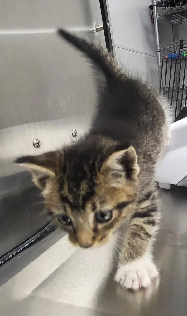 A baby small-sized male Domestic Short Hair cat named Kc Zen for adoption in Lawrenceville, GA