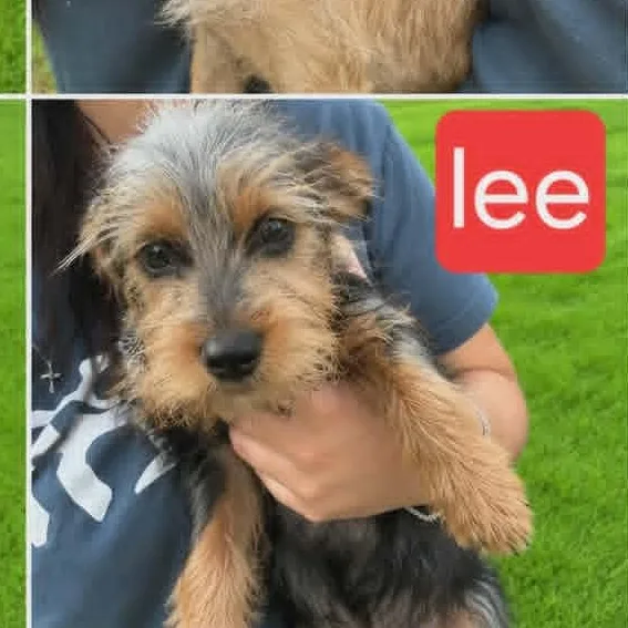 Lee
