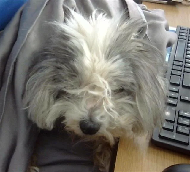 An adult small-sized female Mixed Breed dog named Grammy for adoption in Dallas, TX