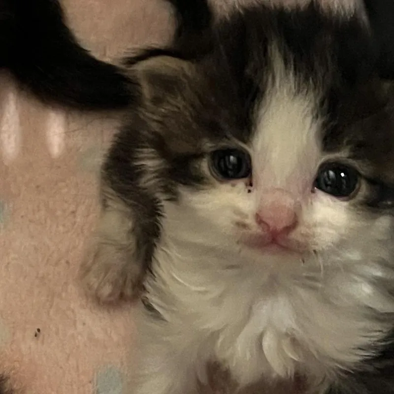 A baby small-sized male Domestic Short Hair cat named Hewy for adoption in Cumming, GA