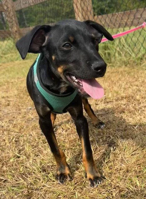 A young large-sized male Labrador Retriever dog named Geoff for adoption in Tarrytown, GA