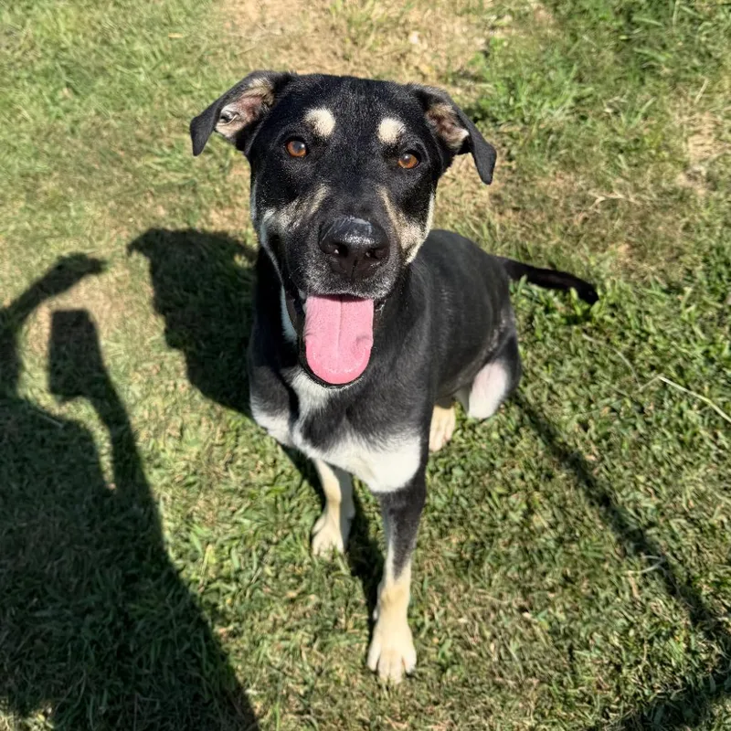 An adult medium-sized male Black Labrador Retriever dog named Jasper for adoption in Webster, TX