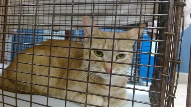 An adult small-sized female Domestic Short Hair cat named Mona for adoption in Miami, FL