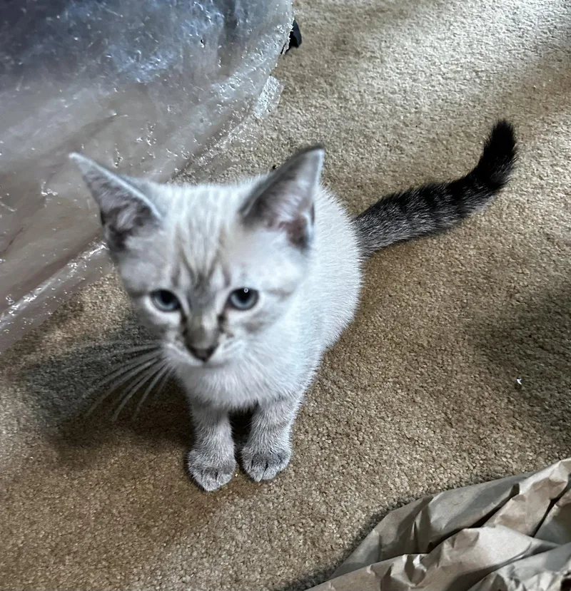 A baby medium-sized female Buff / Tan / Fawn Siamese cat named Winning Colors for adoption in Georgetown, KY
