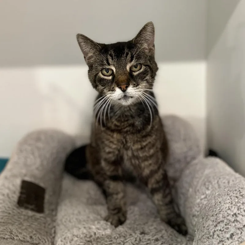 A senior medium-sized female Brown / Chocolate Domestic Short Hair cat named Ethel for adoption in Washington Township, OH