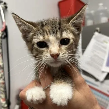 A baby small-sized female Calico Domestic Short Hair cat named Beatrice for adoption in Chaska, MN