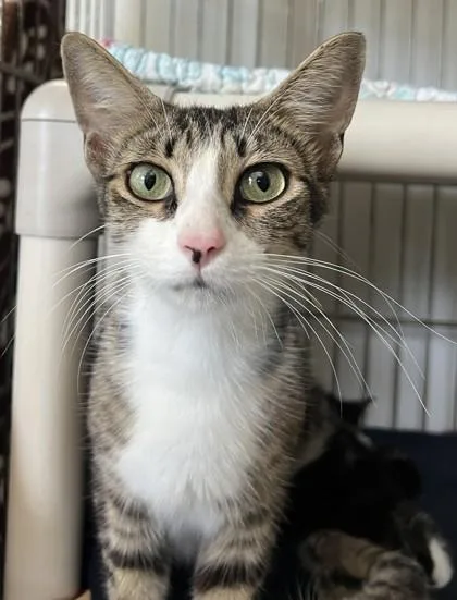 An adult medium-sized female Domestic Short Hair cat named Zenon for adoption in Key West, FL