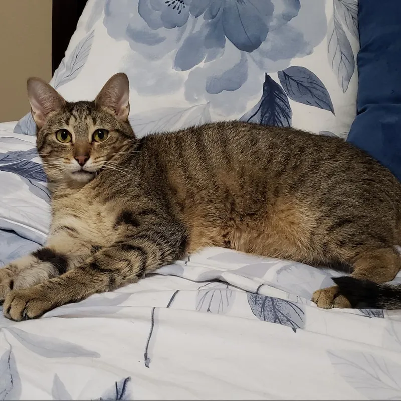 Capellini thumbnail 2