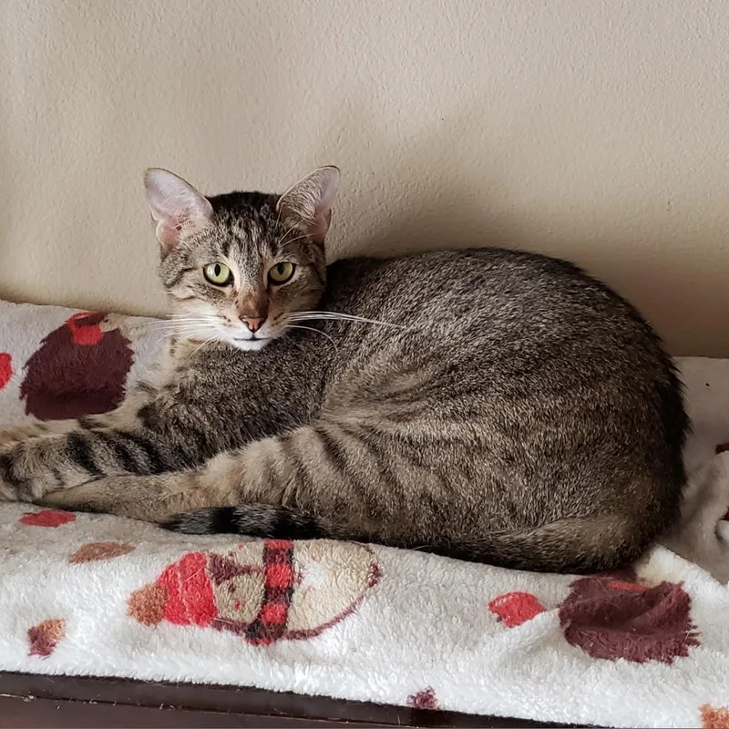 Capellini thumbnail 4