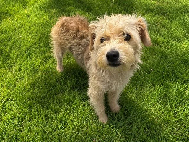 An adult medium-sized female Terrier dog named Ocean for adoption in Lancaster, CA