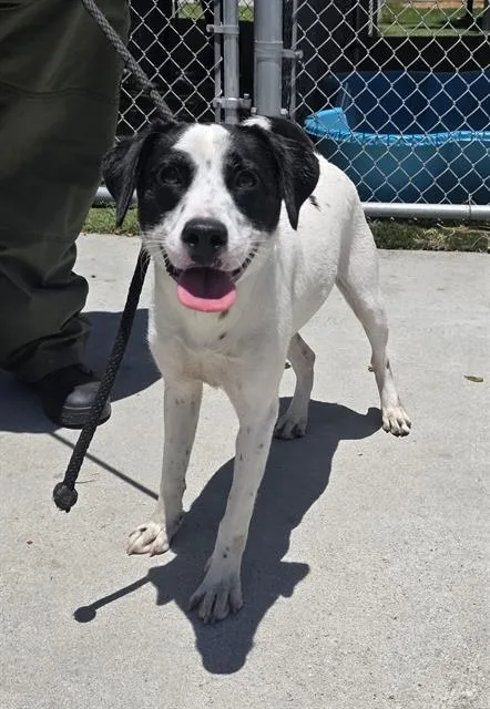 A young medium-sized male Beagle dog named Spot for adoption in Downey, CA
